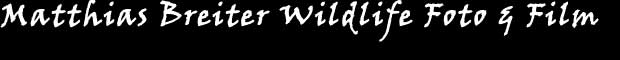 Matthias_Logo.jpg (6352 bytes)