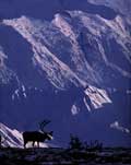 Silouette_caribou.jpg (3422 bytes)