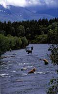 moose and bear.jpg (4434 bytes)