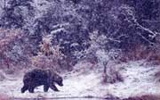 panda.jpg (5284 bytes)