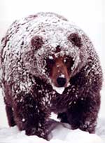 snowbear.jpg (7059 bytes)