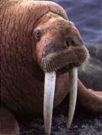 walrus.jpg (5257 bytes)